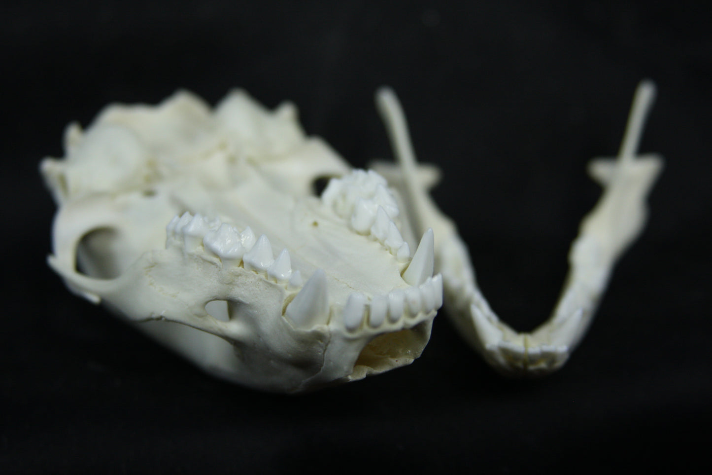 Juvenile Raccoon Skull