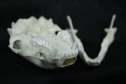 Juvenile Raccoon Skull