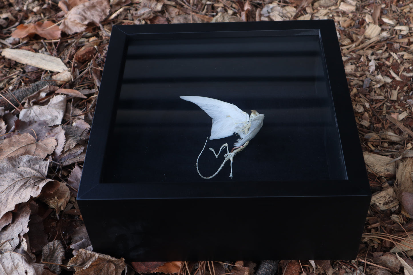 Articulated Baby Gryphon Skeleton