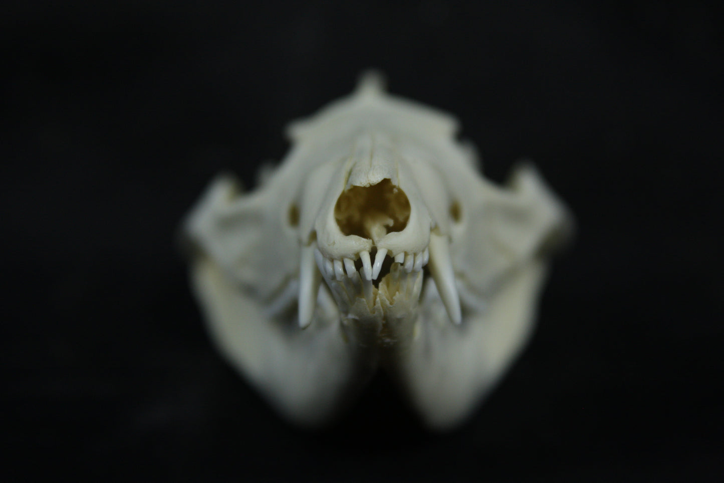 Opossum Skull