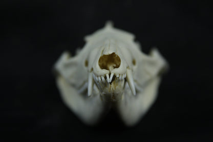 Opossum Skull