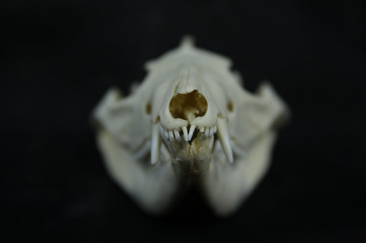 Opossum Skull