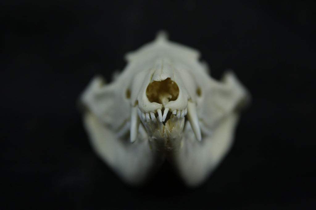 Opossum Skull