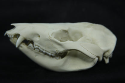 Opossum Skull