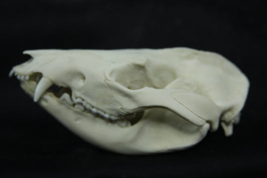 Opossum Skull