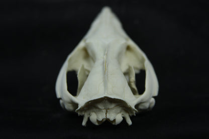 Opossum Skull