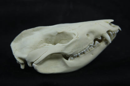 Opossum Skull