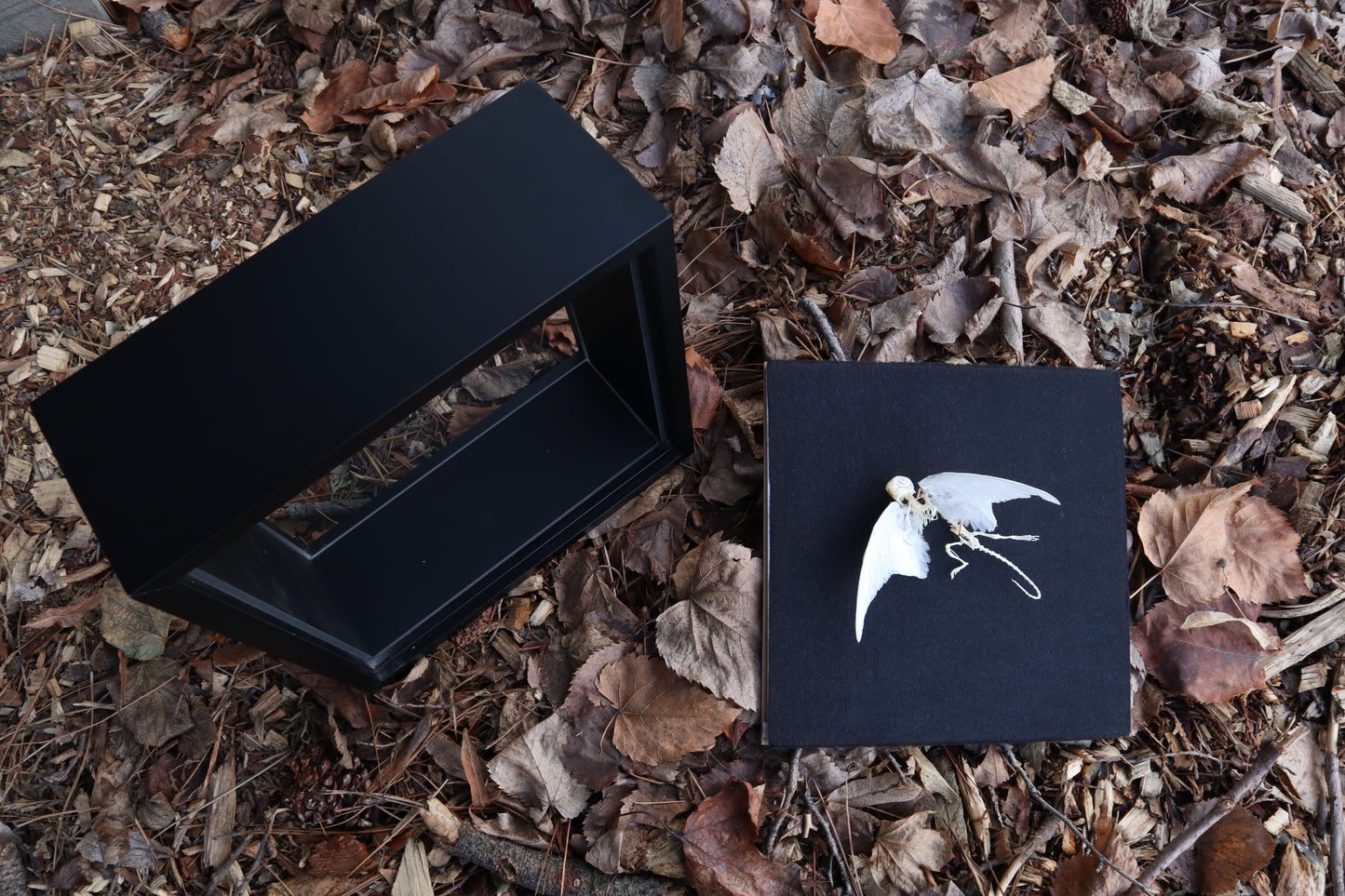 Articulated Baby Gryphon Skeleton
