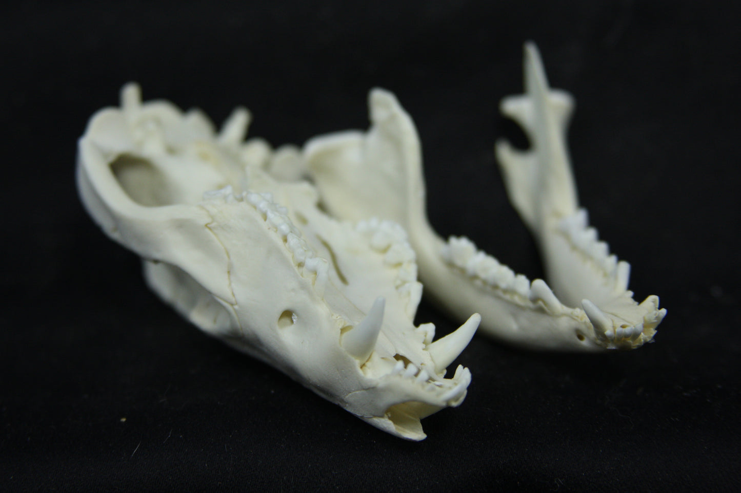 Opossum Skull