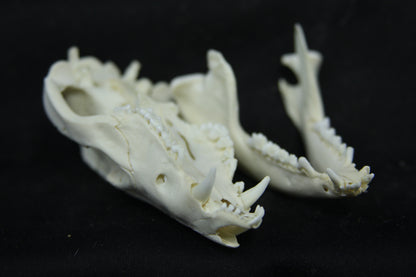 Opossum Skull