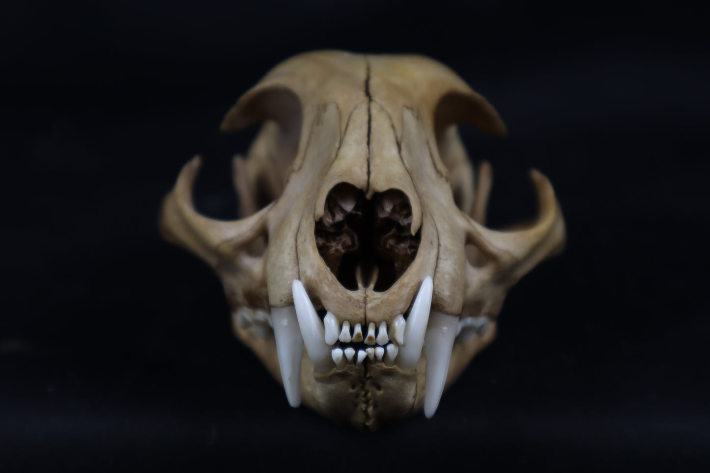 Fyri Stained Bobcat Skull