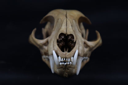 Fyri Stained Bobcat Skull