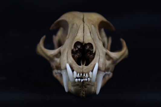 Fyri Stained Bobcat Skull