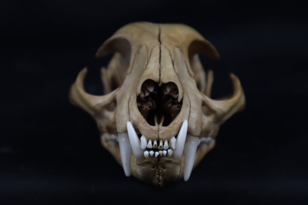 Fyri Stained Bobcat Skull