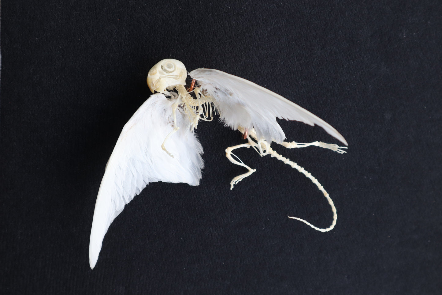 Articulated Baby Gryphon Skeleton