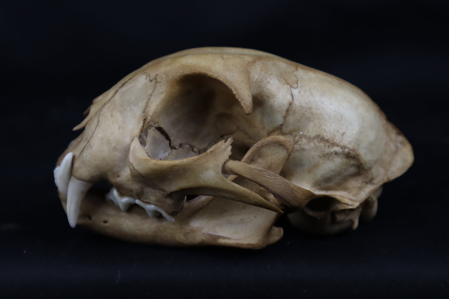Fyri Stained Bobcat Skull