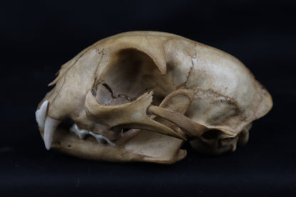 Fyri Stained Bobcat Skull