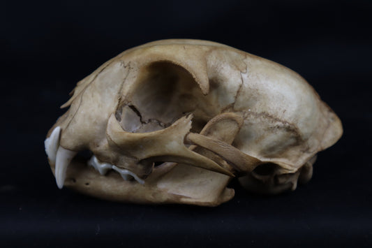 Fyri Stained Bobcat Skull