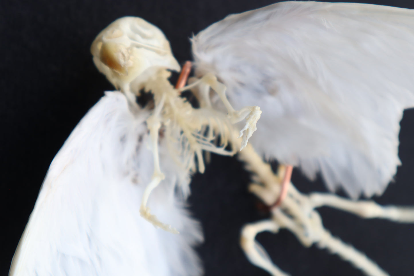 Articulated Baby Gryphon Skeleton