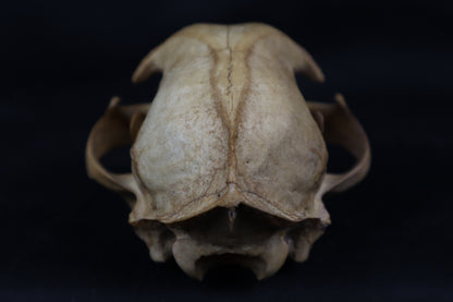 Fyri Stained Bobcat Skull