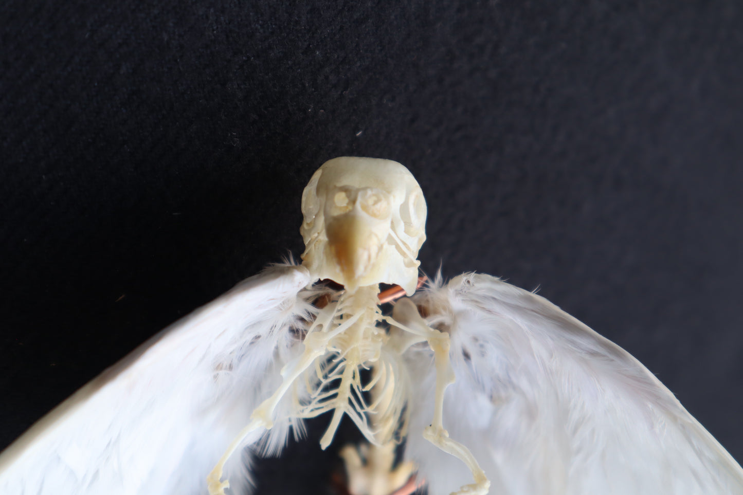 Articulated Baby Gryphon Skeleton