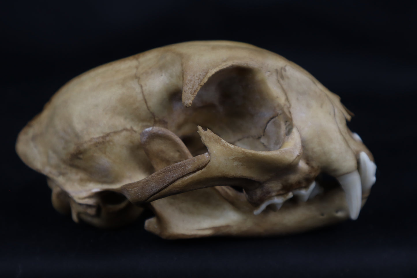 Fyri Stained Bobcat Skull