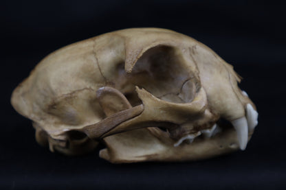 Fyri Stained Bobcat Skull