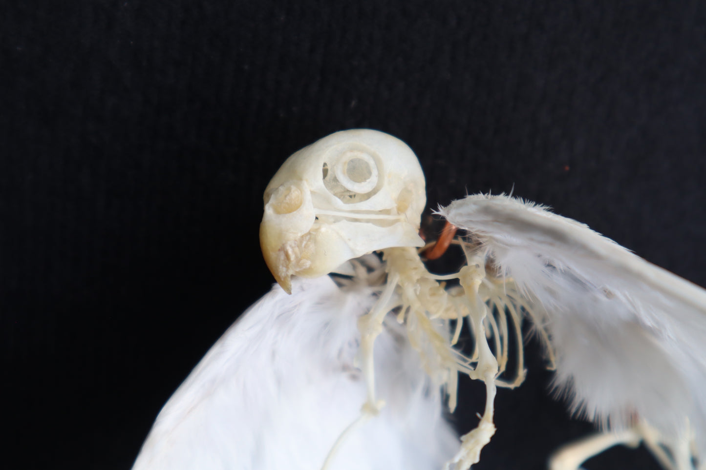 Articulated Baby Gryphon Skeleton