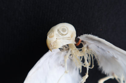 Articulated Baby Gryphon Skeleton