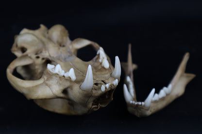 Fyri Stained Bobcat Skull
