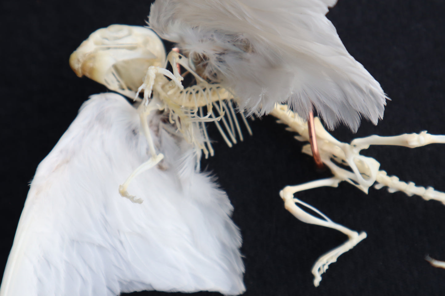 Articulated Baby Gryphon Skeleton