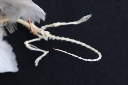 Articulated Baby Gryphon Skeleton