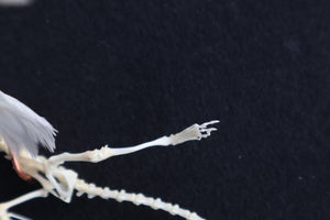 Articulated Baby Gryphon Skeleton