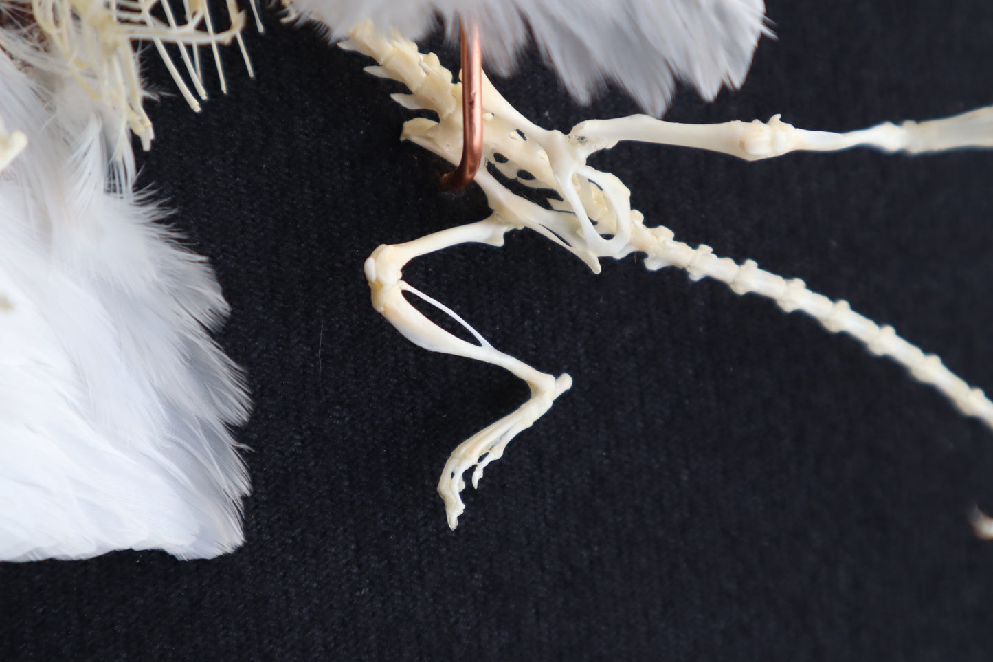 Articulated Baby Gryphon Skeleton