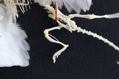 Articulated Baby Gryphon Skeleton