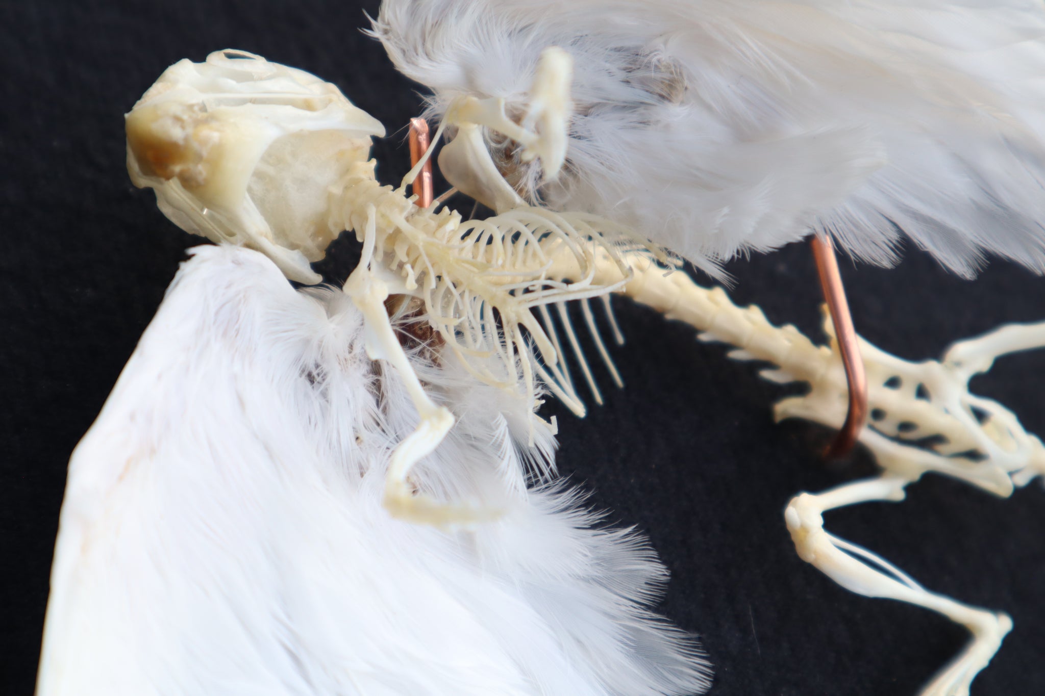 Articulated Baby Gryphon Skeleton