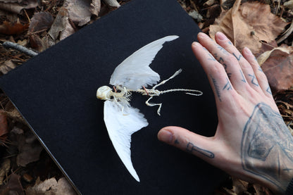 Articulated Baby Gryphon Skeleton