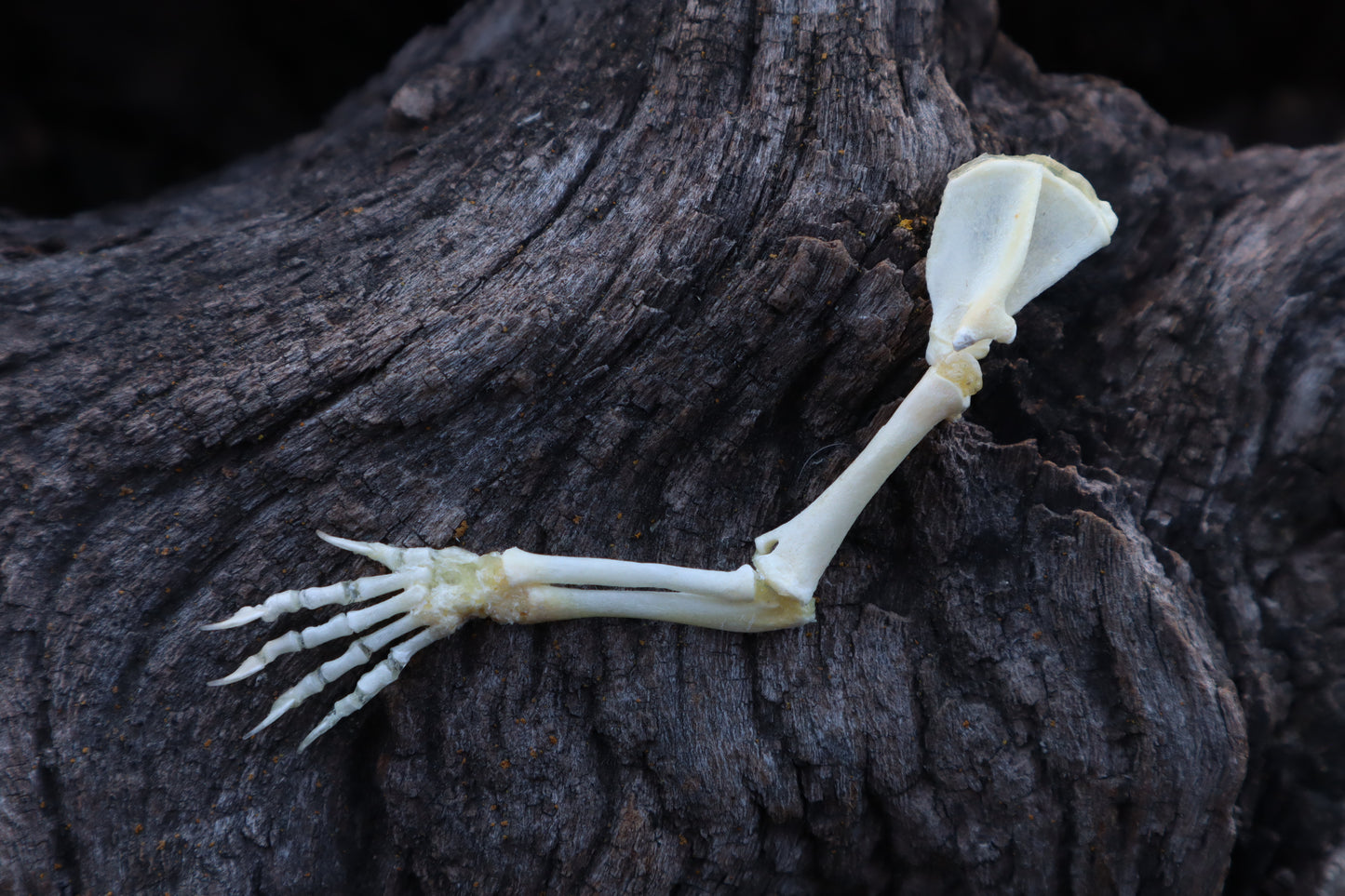 Stillborn Kitten Arm Articulation
