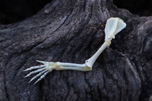 Stillborn Kitten Arm Articulation