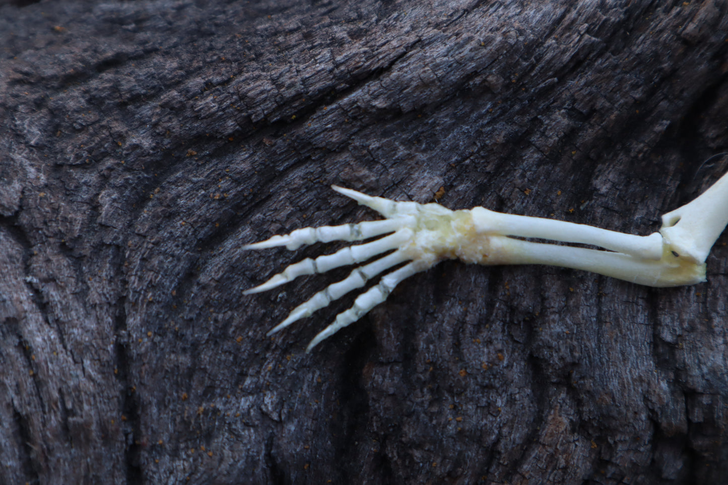 Stillborn Kitten Arm Articulation