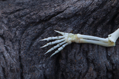 Stillborn Kitten Arm Articulation