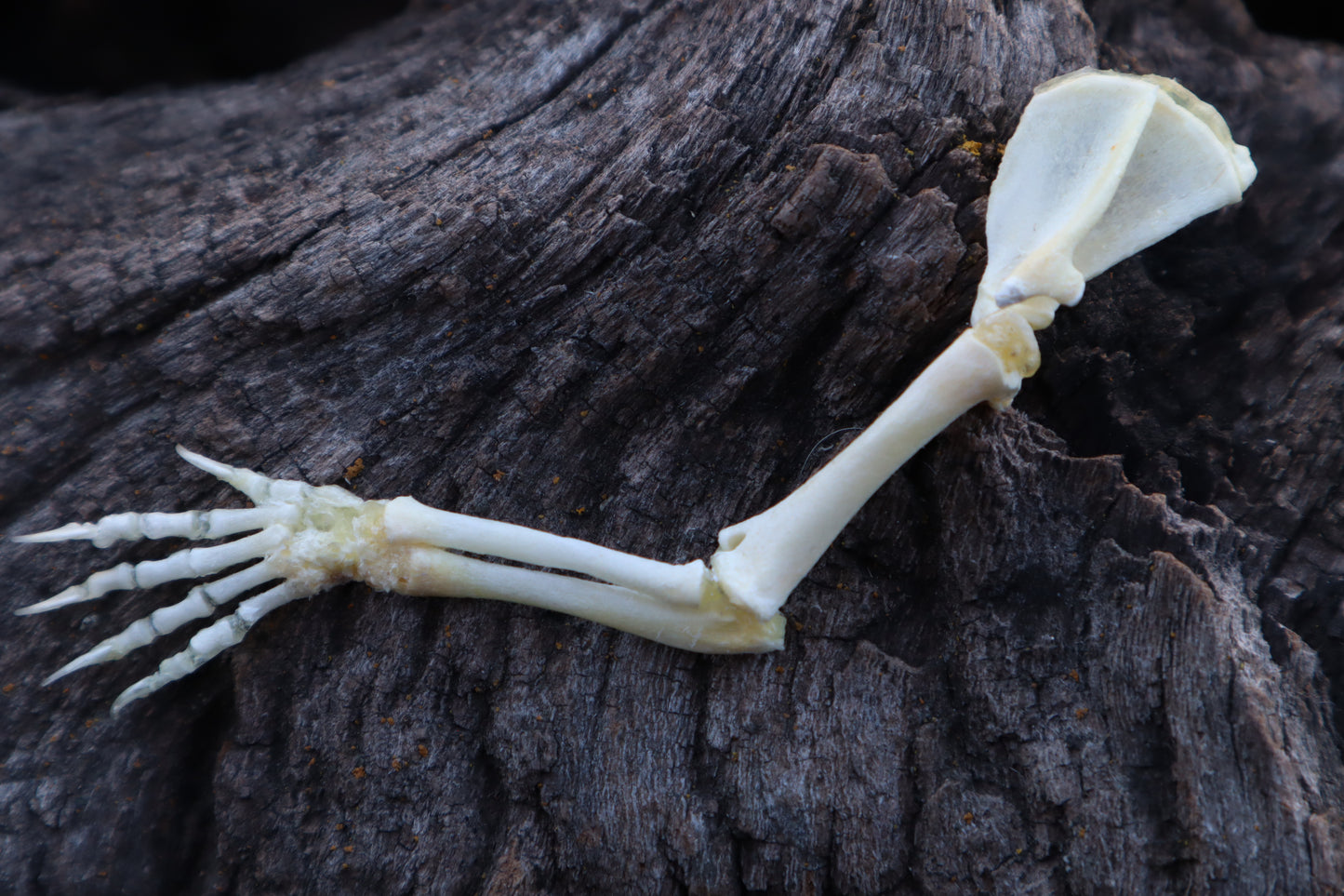 Stillborn Kitten Arm Articulation