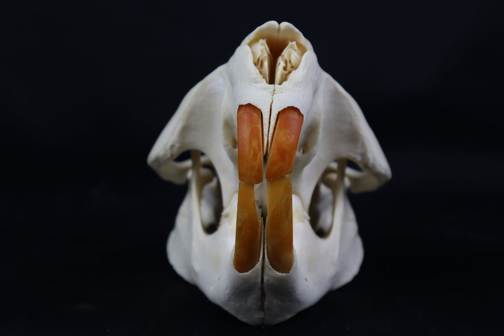 Geriatric Beaver Skull