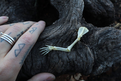 Stillborn Kitten Arm Articulation