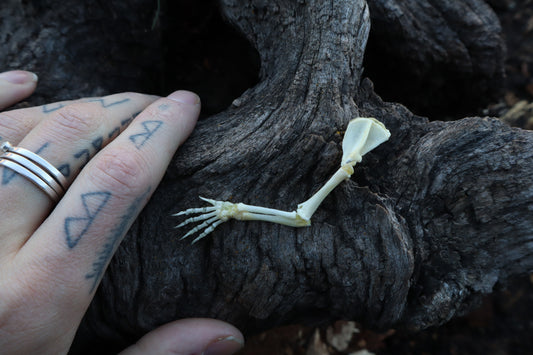 Stillborn Kitten Arm Articulation