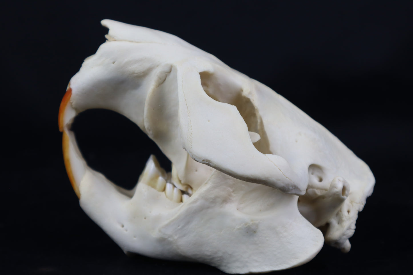 Geriatric Beaver Skull