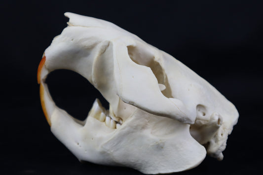 Geriatric Beaver Skull