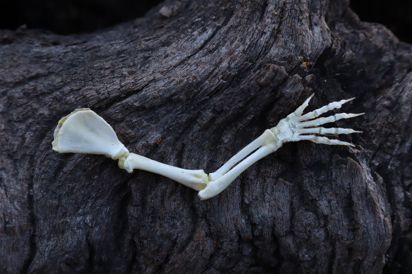 Stillborn Kitten Arm Articulation