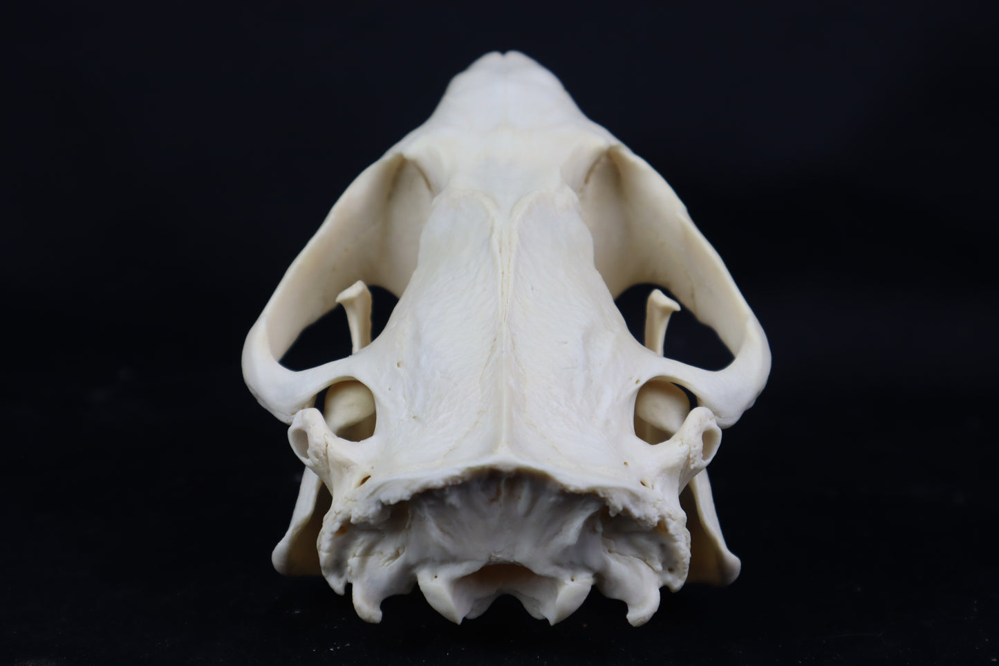 Geriatric Beaver Skull