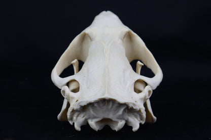 Geriatric Beaver Skull